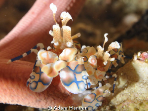A pair of Harlequin Shrimp munching on a Sea Star by Adam Hannon 